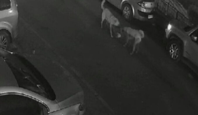 Başıboş köpekler dehşet saçıyor! Ortalarına aldıkları kediyi parçaladılar Başıboş köpekler dehşet saçıyor! Ortalarına aldıkları kediyi parçaladılar - 1. Resim