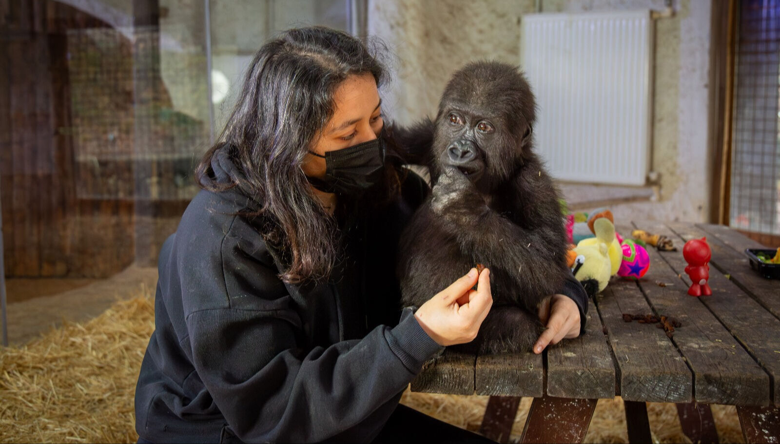 İstanbul'da bulunan goril yavrusu için isim aranıyor! Bakanlık önerileri bekliyor İstanbul'da bulunan goril yavrusu için isim aranıyor! Bakanlık önerileri bekliyor - 2. Resim