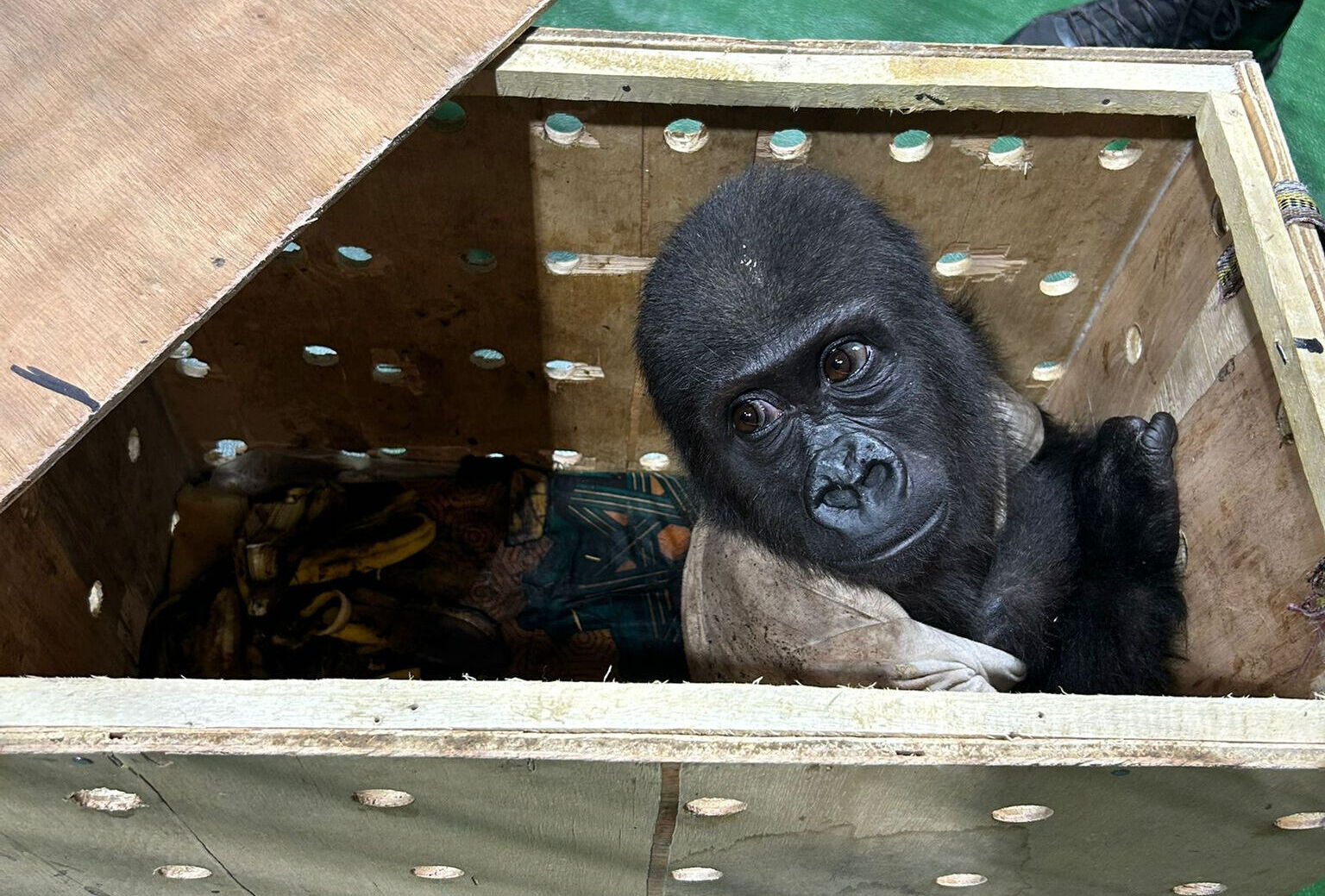 İstanbul'da bulunan goril yavrusu için isim aranıyor! Bakanlık önerileri bekliyor İstanbul'da bulunan goril yavrusu için isim aranıyor! Bakanlık önerileri bekliyor - 1. Resim