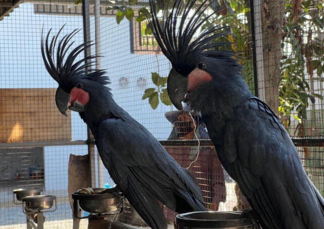 İstanbul'da bulunan goril yavrusu için isim aranıyor! Bakanlık önerileri bekliyor İstanbul'da bulunan goril yavrusu için isim aranıyor! Bakanlık önerileri bekliyor - 4. Resim