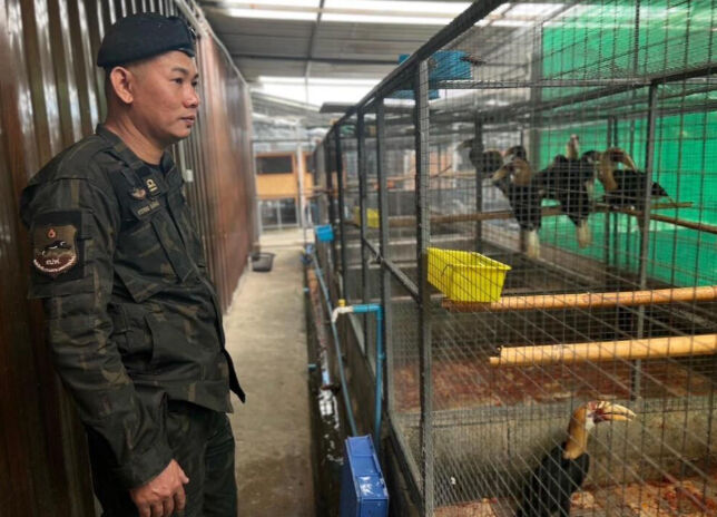 İstanbul'da bulunan goril yavrusu için isim aranıyor! Bakanlık önerileri bekliyor İstanbul'da bulunan goril yavrusu için isim aranıyor! Bakanlık önerileri bekliyor - 3. Resim