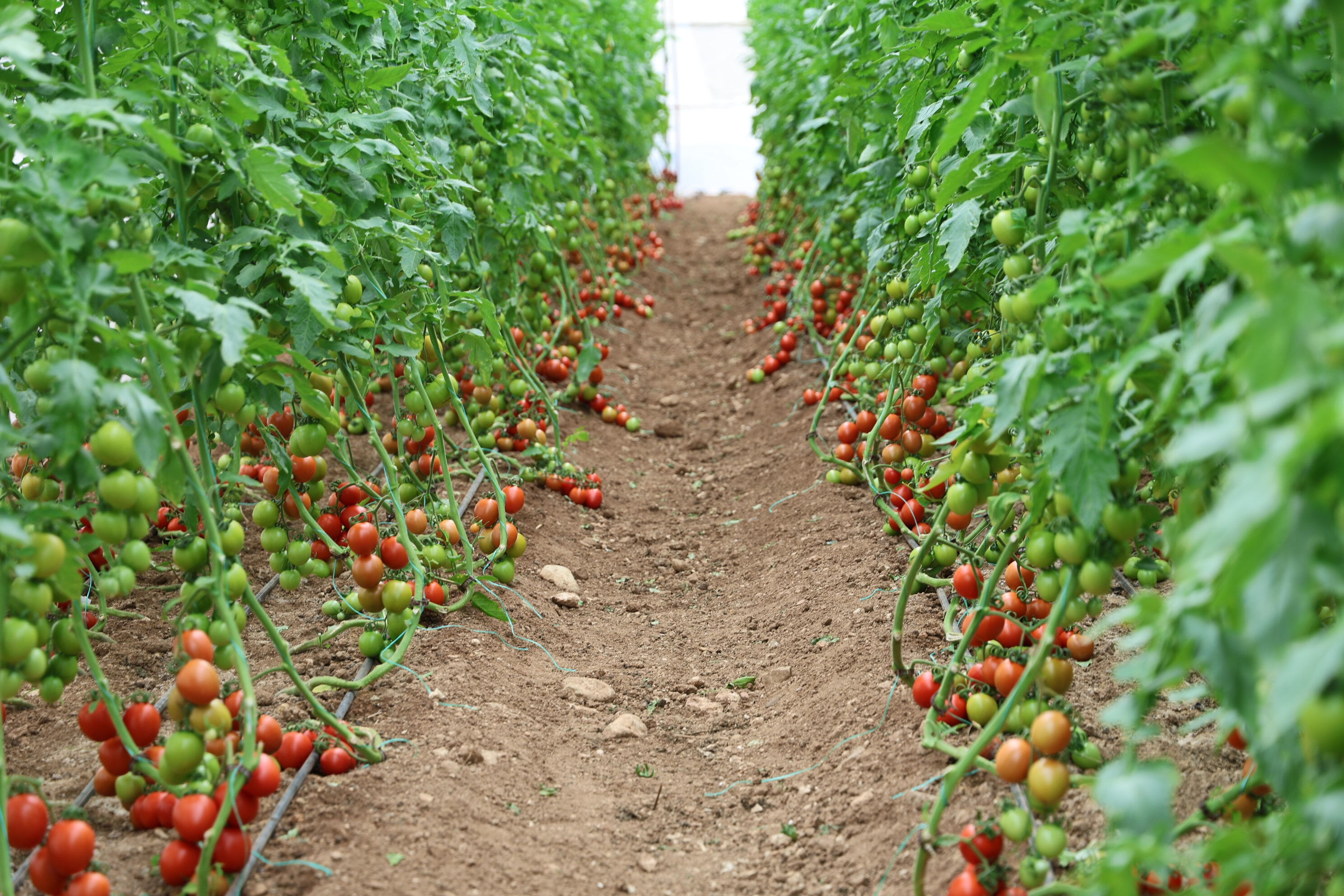 Adana'da mahallede başladı, 30 dönüme ulaştı: Gören komşular harekete geçti - 1. Resim