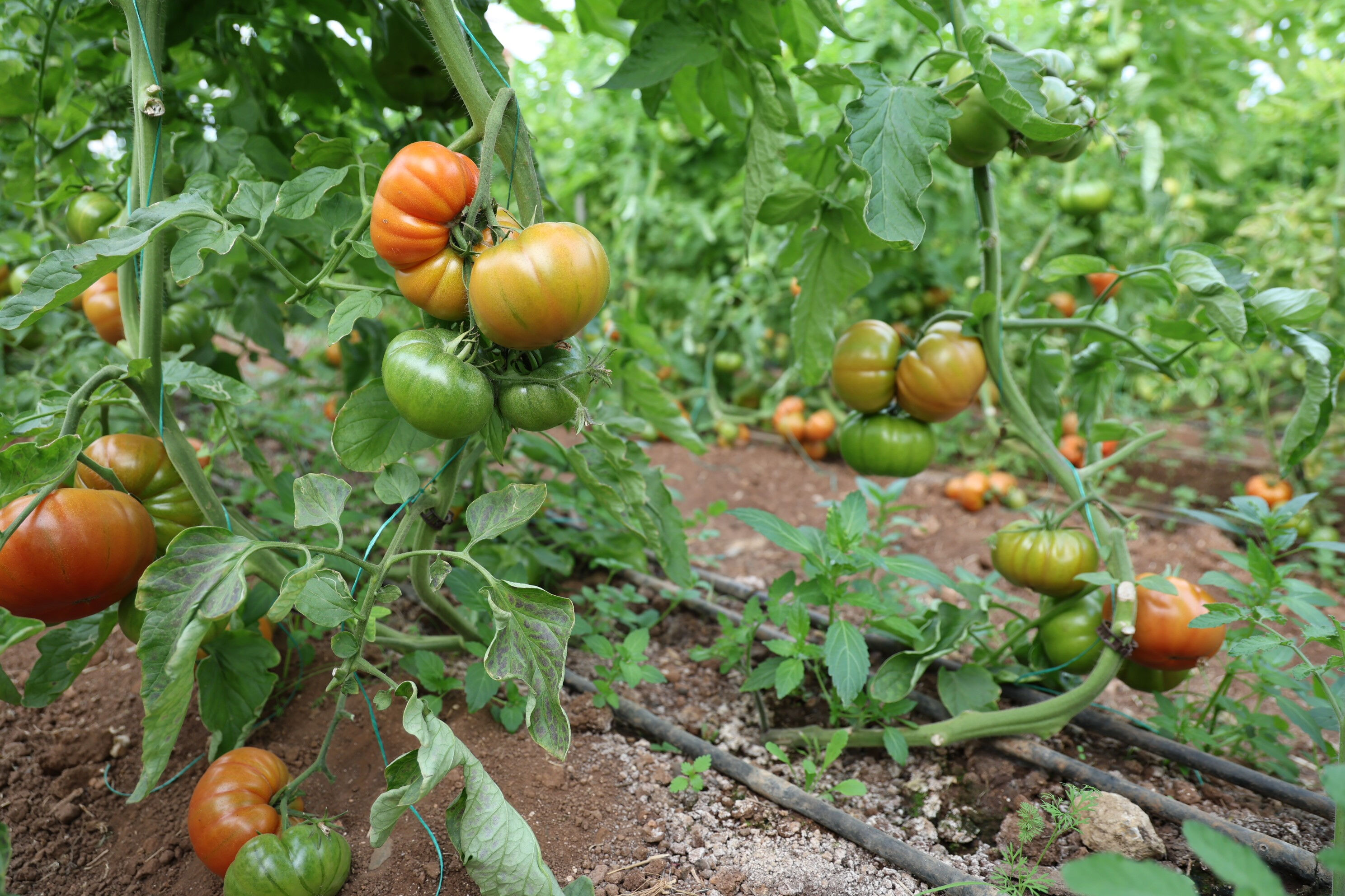 Adana'da mahallede başladı, 30 dönüme ulaştı: Gören komşular harekete geçti - 3. Resim