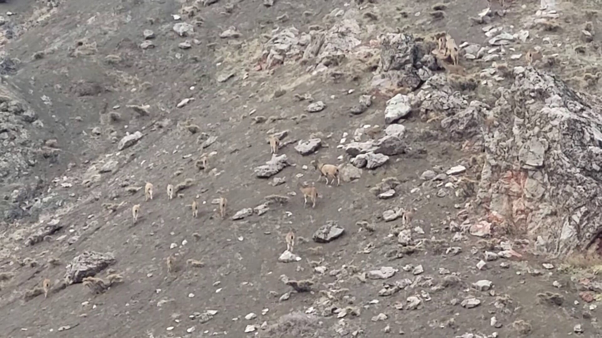 Denetimler sıklaştı! O hayvanı avlamanın cezası 1 milyon 200 bin TL - 1. Resim