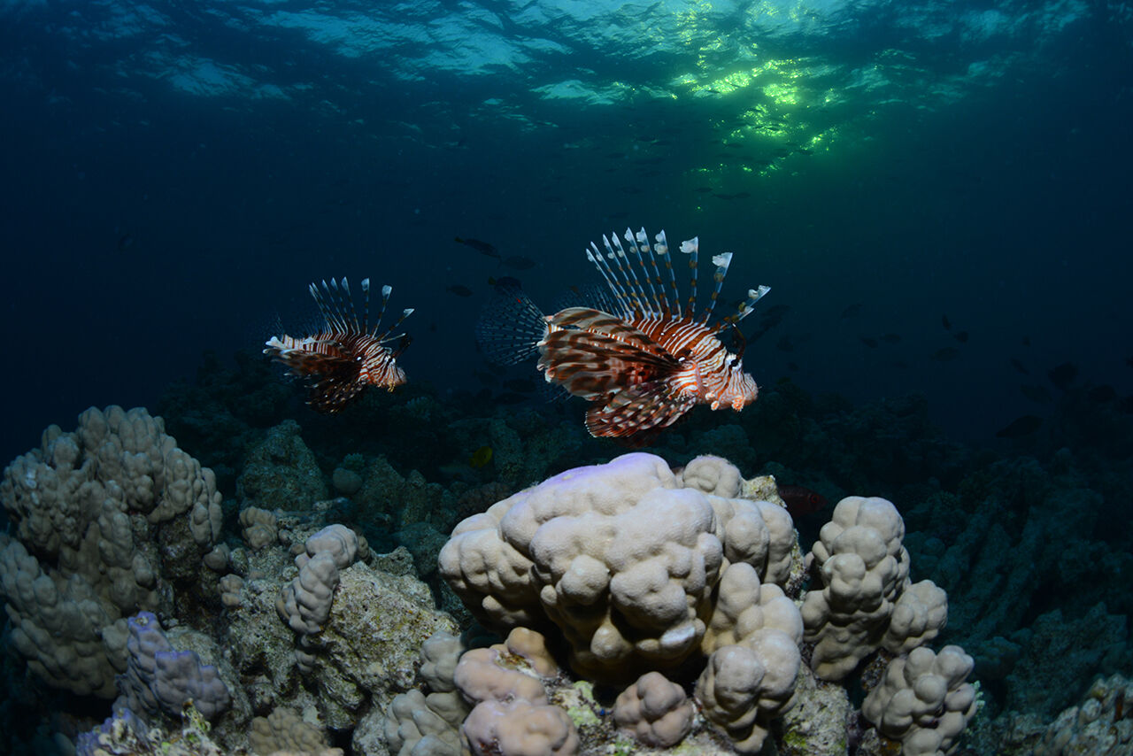 Görenler hayran bıraktı! İkiye yarılan Kızıldeniz'in su altı dünyası Türk yönetmen tarafından görüntülendi - 1. Resim