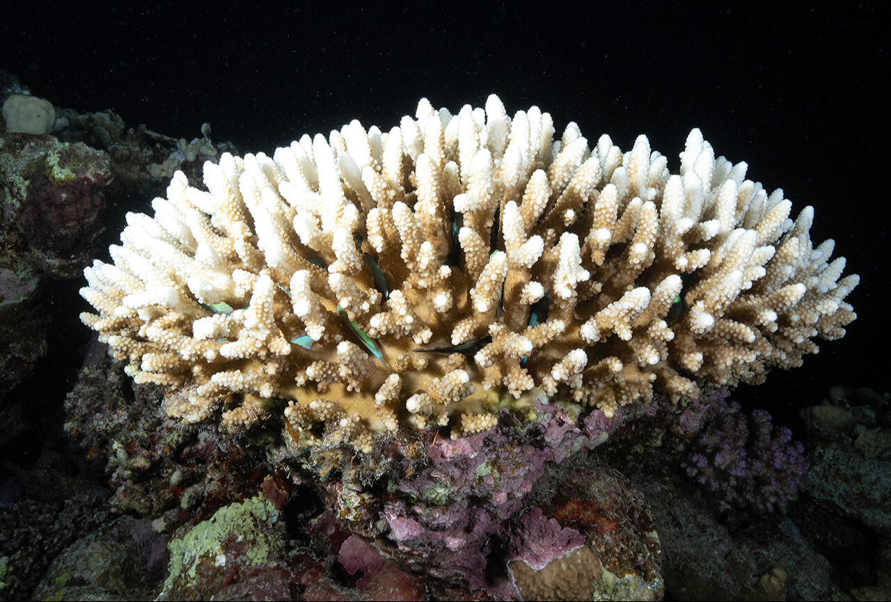 Görenler hayran bıraktı! İkiye yarılan Kızıldeniz'in su altı dünyası Türk yönetmen tarafından görüntülendi - 5. Resim