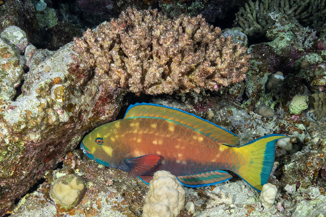 Görenler hayran bıraktı! İkiye yarılan Kızıldeniz'in su altı dünyası Türk yönetmen tarafından görüntülendi - 4. Resim