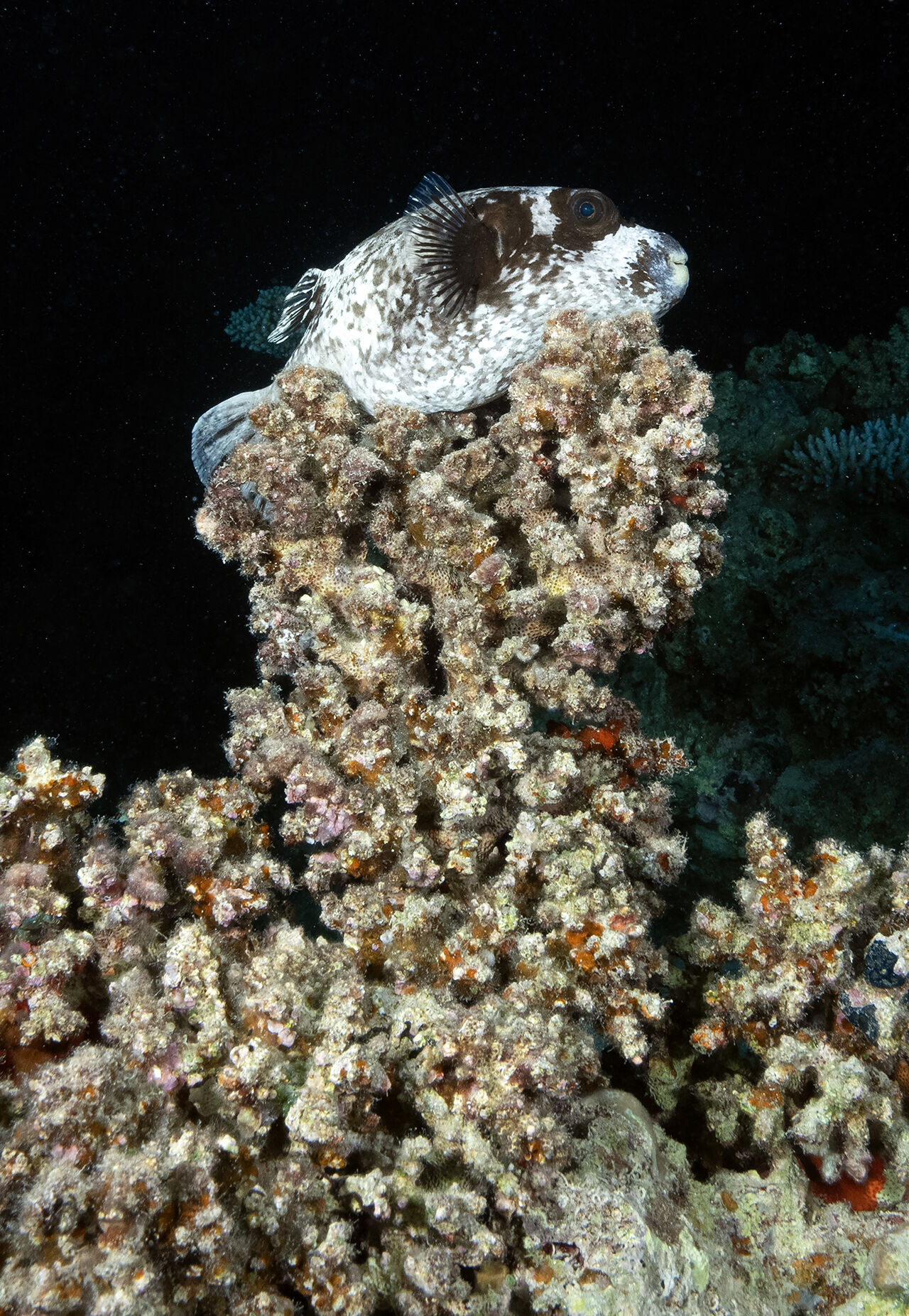 Görenler hayran bıraktı! İkiye yarılan Kızıldeniz'in su altı dünyası Türk yönetmen tarafından görüntülendi - 6. Resim