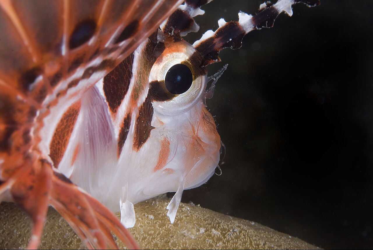 Görenler hayran bıraktı! İkiye yarılan Kızıldeniz'in su altı dünyası Türk yönetmen tarafından görüntülendi - 3. Resim