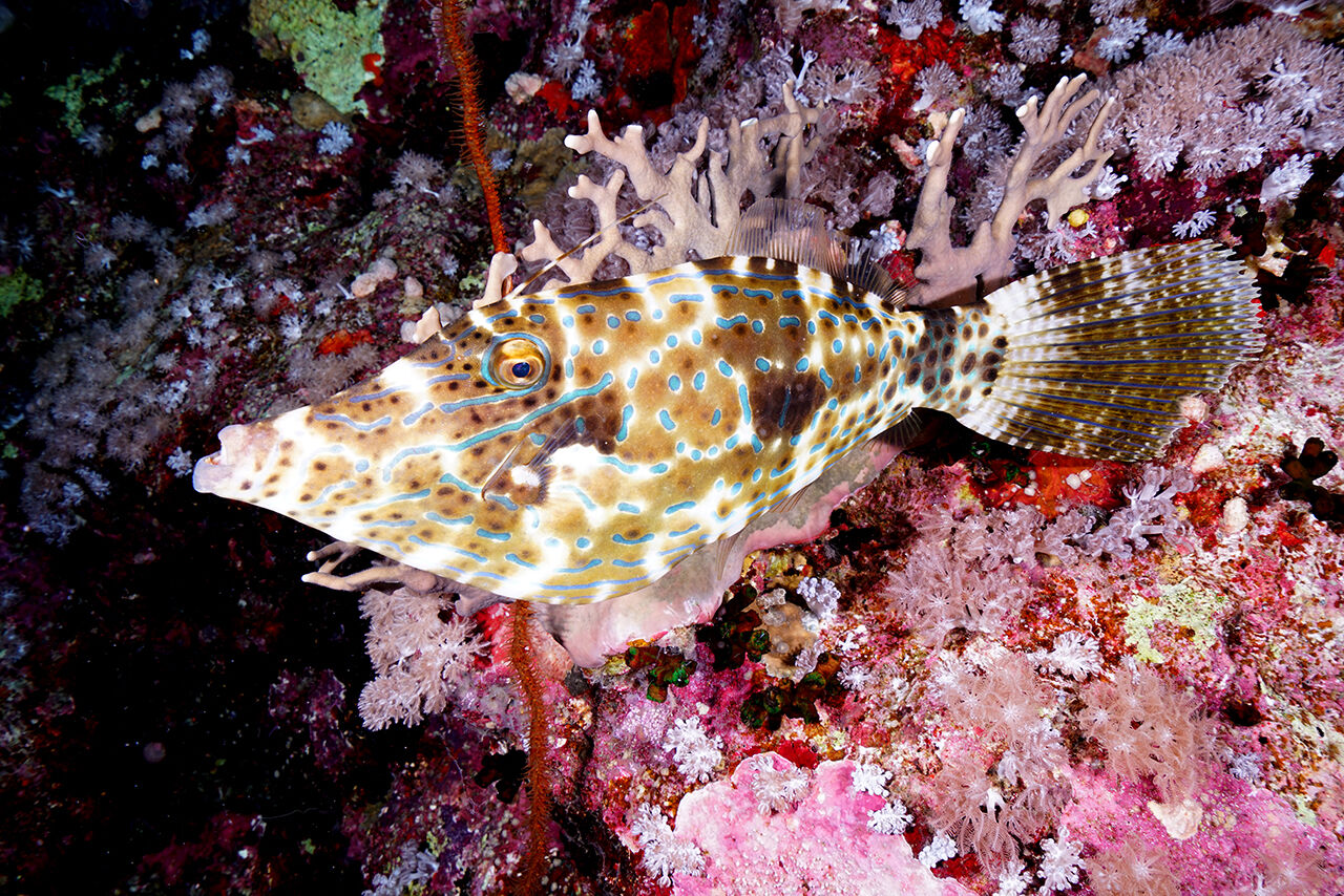 Görenler hayran bıraktı! İkiye yarılan Kızıldeniz'in su altı dünyası Türk yönetmen tarafından görüntülendi - 2. Resim