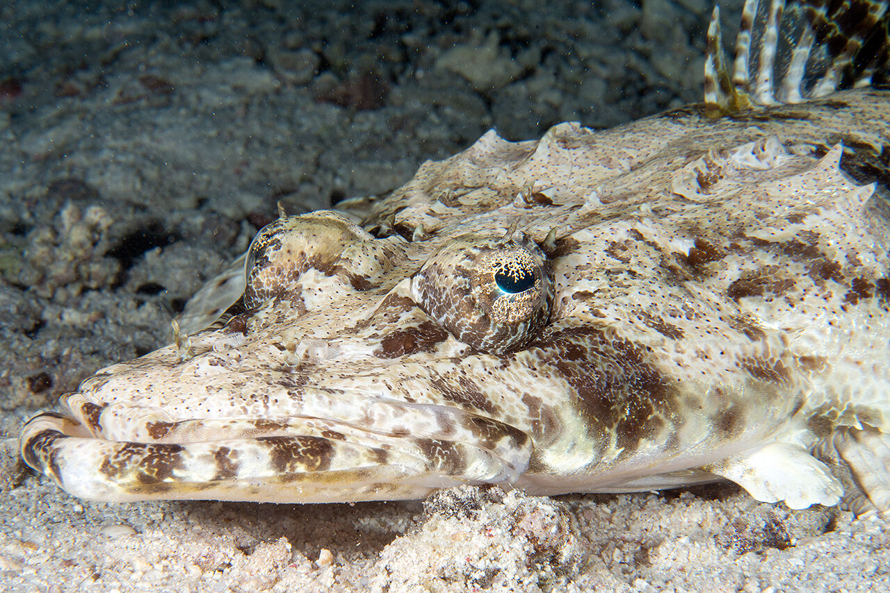 Görenler hayran bıraktı! İkiye yarılan Kızıldeniz'in su altı dünyası Türk yönetmen tarafından görüntülendi - 10. Resim