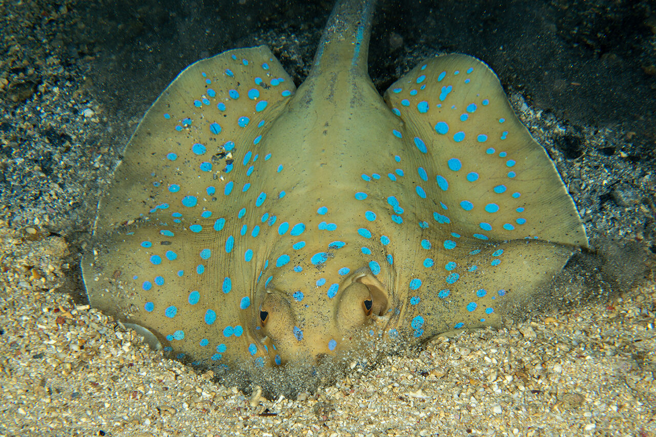 Görenler hayran bıraktı! İkiye yarılan Kızıldeniz'in su altı dünyası Türk yönetmen tarafından görüntülendi - 7. Resim