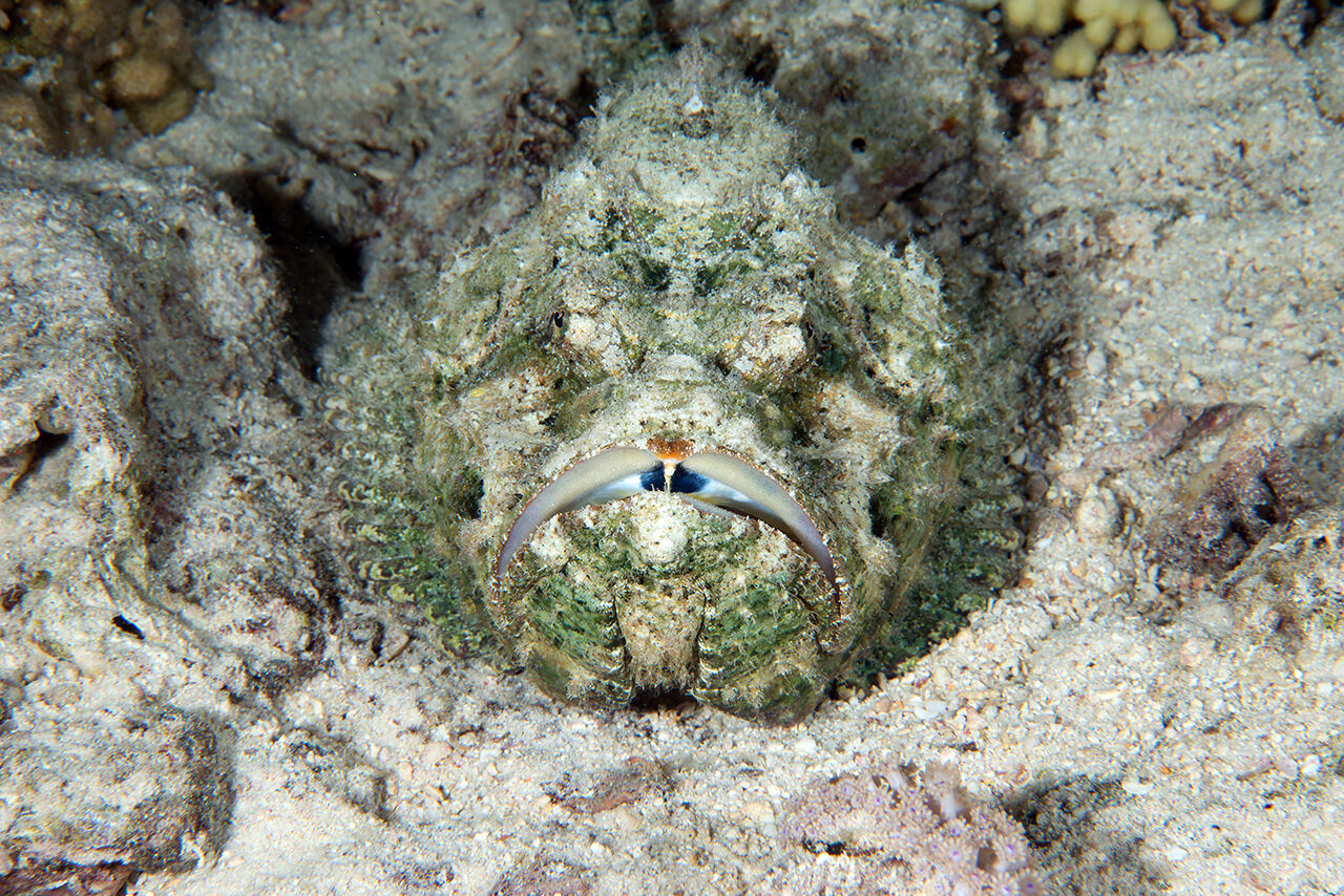Görenler hayran bıraktı! İkiye yarılan Kızıldeniz'in su altı dünyası Türk yönetmen tarafından görüntülendi - 9. Resim