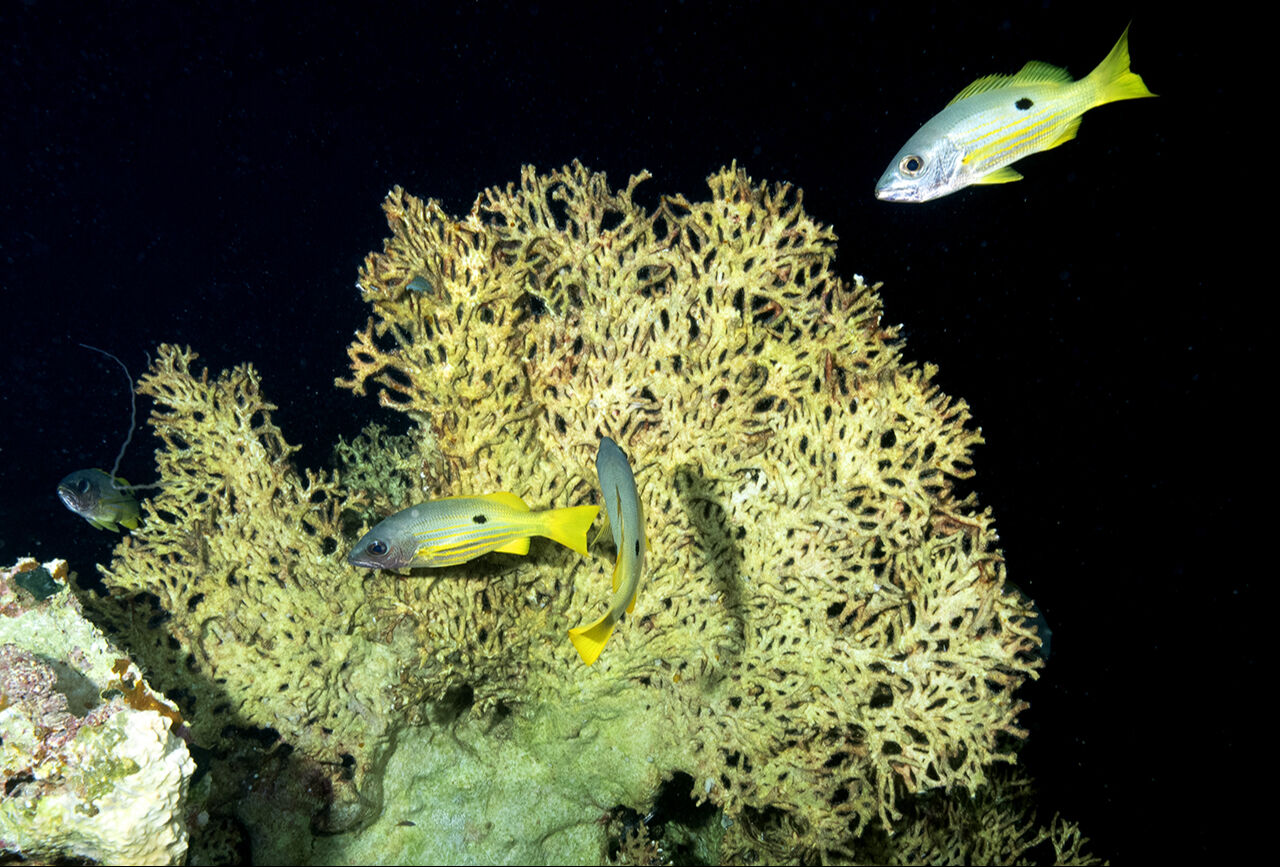 Görenler hayran bıraktı! İkiye yarılan Kızıldeniz'in su altı dünyası Türk yönetmen tarafından görüntülendi - 8. Resim
