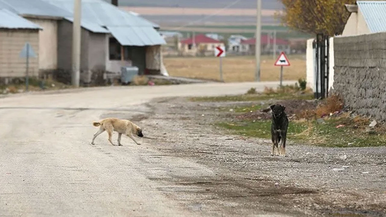 Hatay'da iki kişiyi ısıran köpek öldü! Bir mahalle kuduz karantinasında - 1. Resim