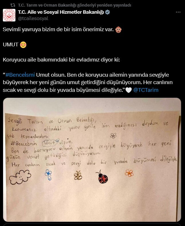Yavru gorilin ismi için son karar verildi - 3. Resim