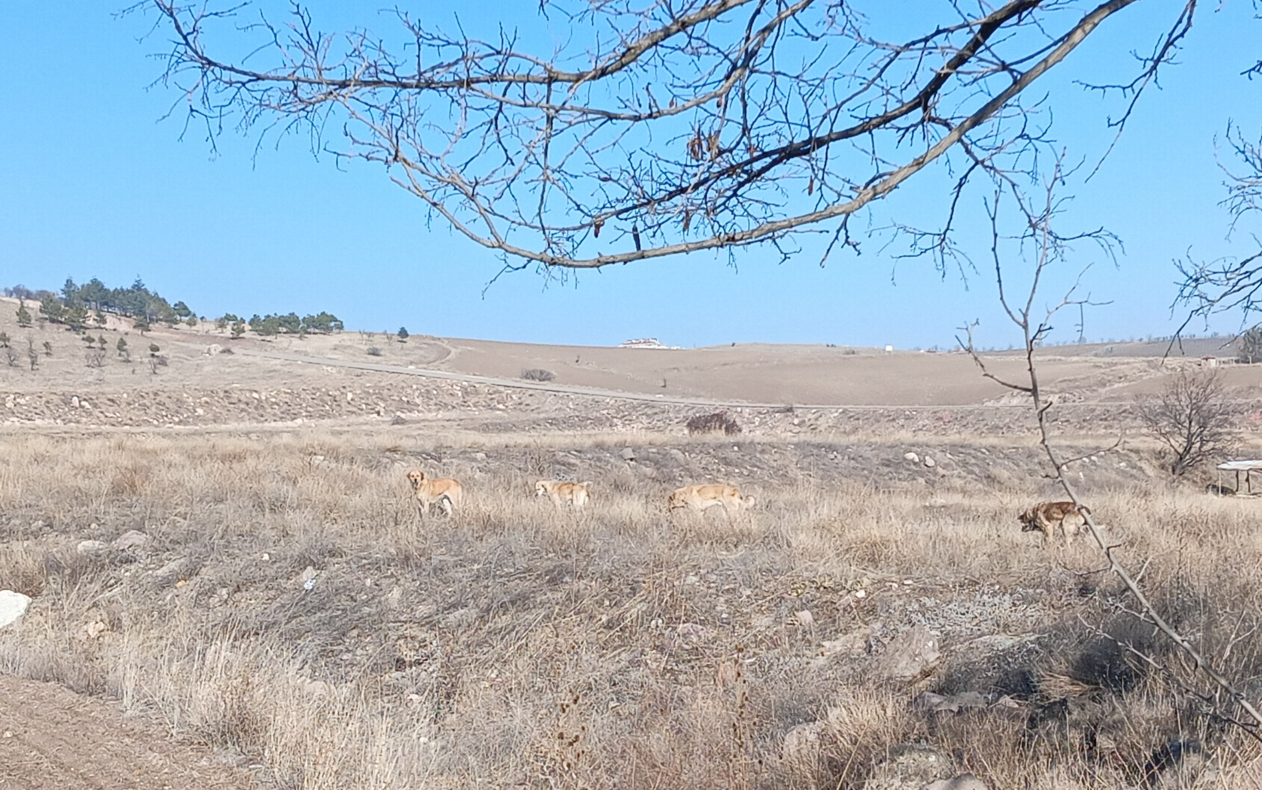 Her gün bir saldırı haberi geliyor, belediyeler köpek terörünü izliyor! Her gün bir saldırı haberi geliyor, belediyeler köpek terörünü izliyor! - 2. Resim