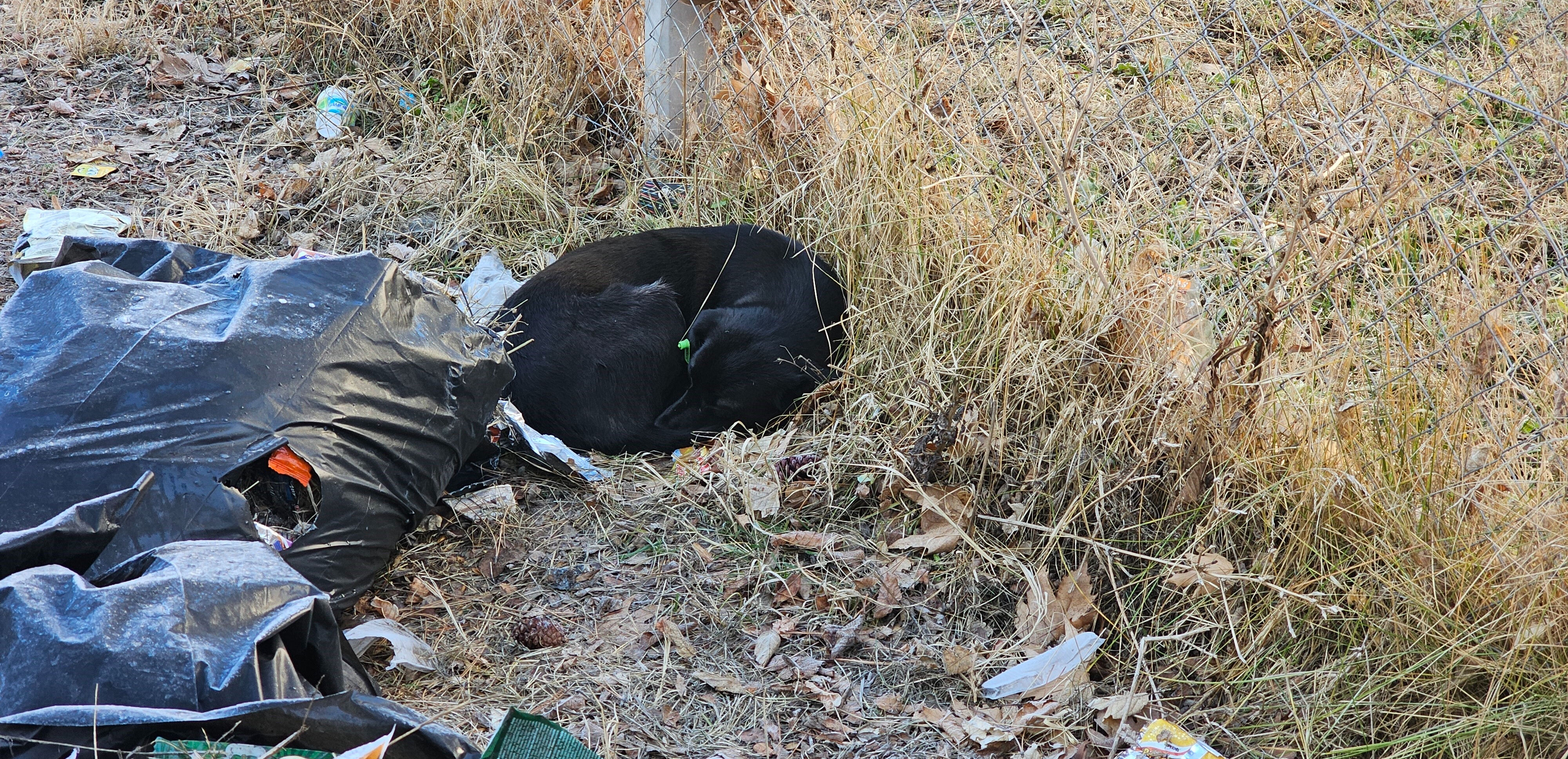 Her gün bir saldırı haberi geliyor, belediyeler köpek terörünü izliyor! Her gün bir saldırı haberi geliyor, belediyeler köpek terörünü izliyor! - 3. Resim