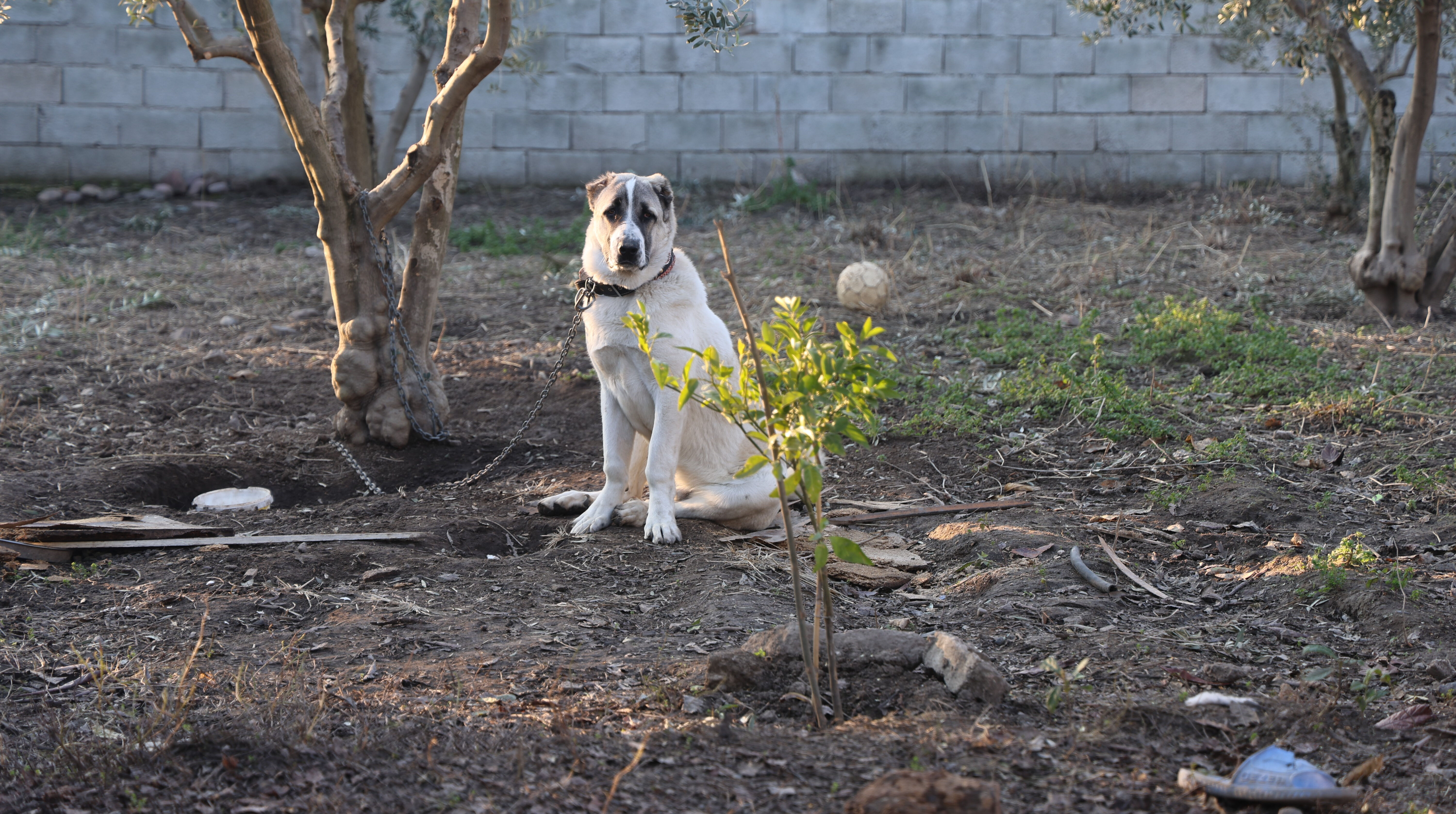 Kuduz köpek ısırmıştı! 10 yaşındaki Murat dehşet anlarını böyle anlattı - 2. Resim