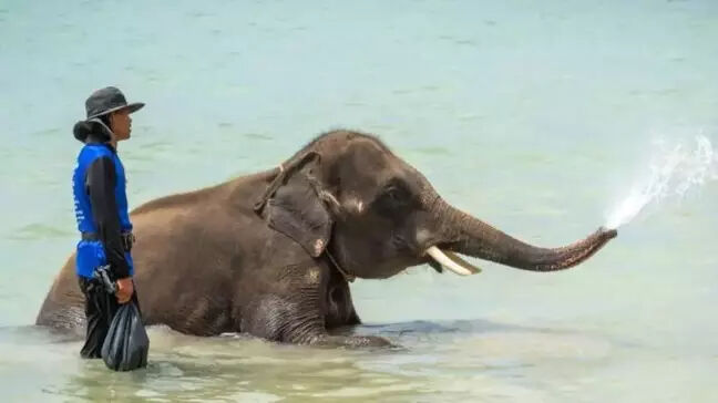 Bölge halkını dehşete düşürmüştü! Turisti öldüren filin bakıcısına ceza kesildi - 1. Resim