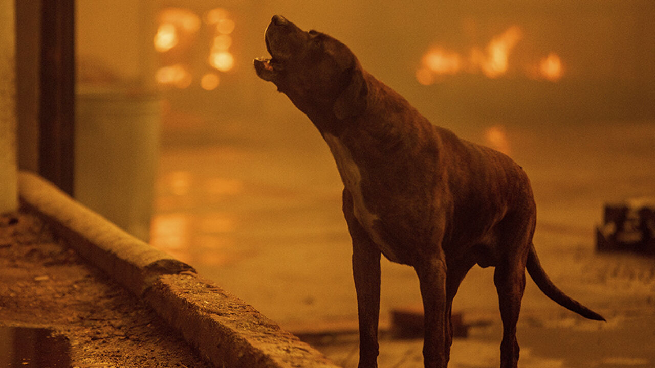 Los Angeles felaketi yaşıyor! Ünlülerin evleri alevlere teslim oldu, can kayıpları var Los Angeles felaketi yaşıyor! Ünlülerin evleri alevlere teslim oldu, can kayıpları var - 11. Resim