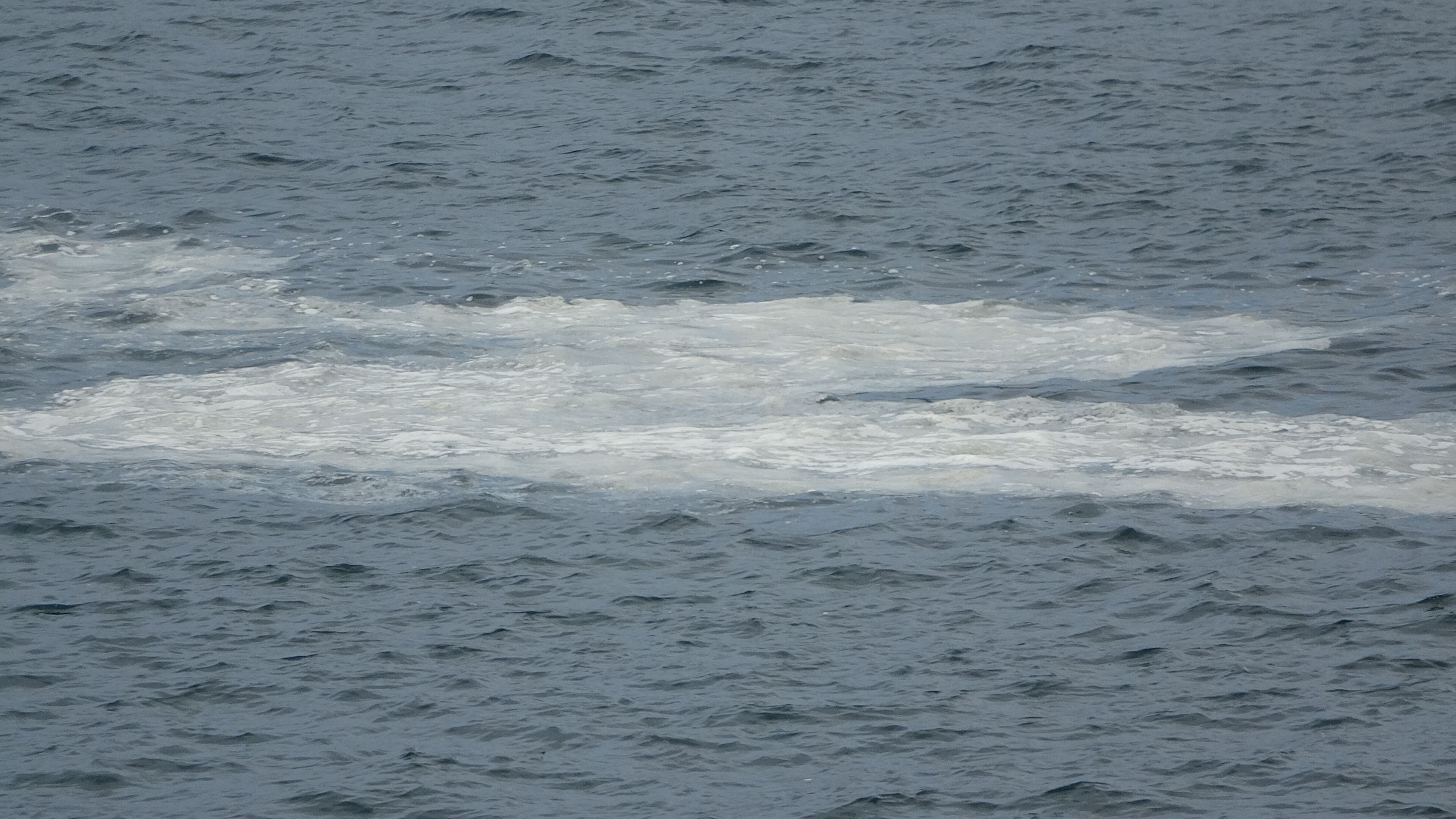 Çanakkale Boğazı'nda korkutan görüntüler! Müsilaj yeniden ortaya çıktı - 1. Resim