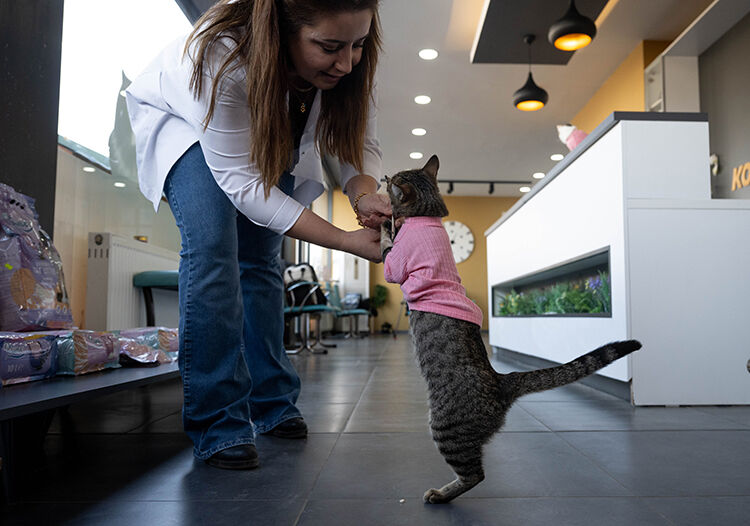 Üç bacaklı kedi 'Tripod' tedavi eden veteriner: Bu haliyle köpekleri dövüyor - 2. Resim