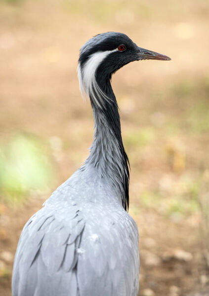 Nesli tükenmek üzere... Türkülere konu olan telli turnalar Erzincan’da görüntülendi - 2. Resim