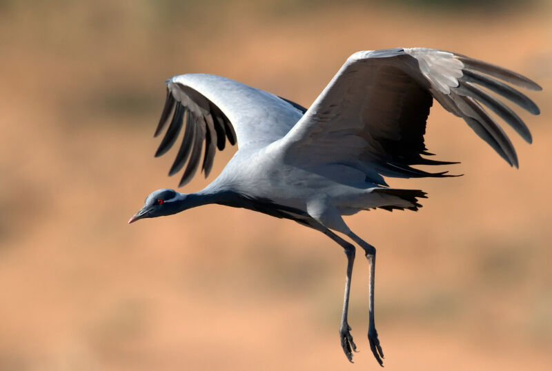 Nesli tükenmek üzere... Türkülere konu olan telli turnalar Erzincan’da görüntülendi - 1. Resim