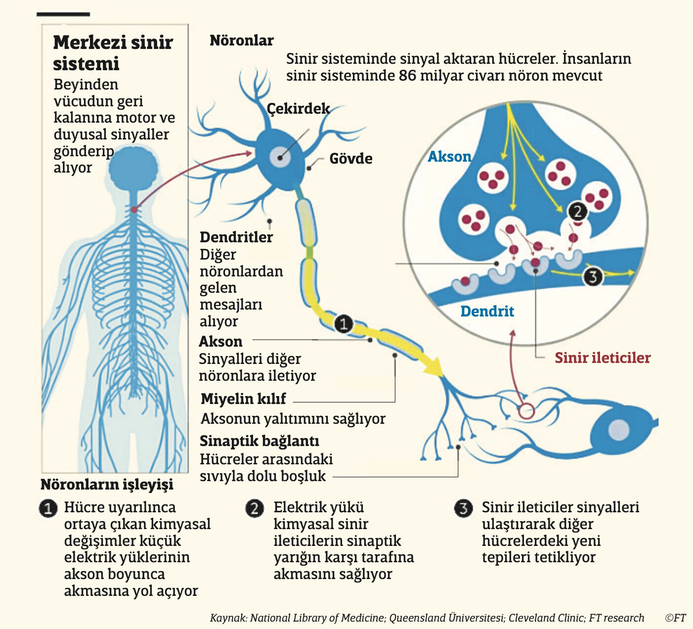 Neuralink insan beynine bağlandı: Üçüncü hasta tarihe geçti! Neuralink insan beynine bağlandı: Üçüncü hasta tarihe geçti! - 2. Resim