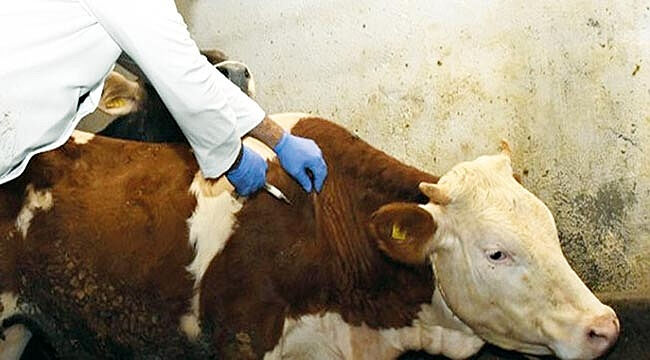 35 yıl sonra görülen hastalık endişe oluşturdu, ithalata yasak geldi! "Bunun birçok mali sonucu olur" 35 yıl sonra görülen hastalık endişe oluşturdu, ithalata yasak geldi! "Bunun birçok mali sonucu olur" - 1. Resim