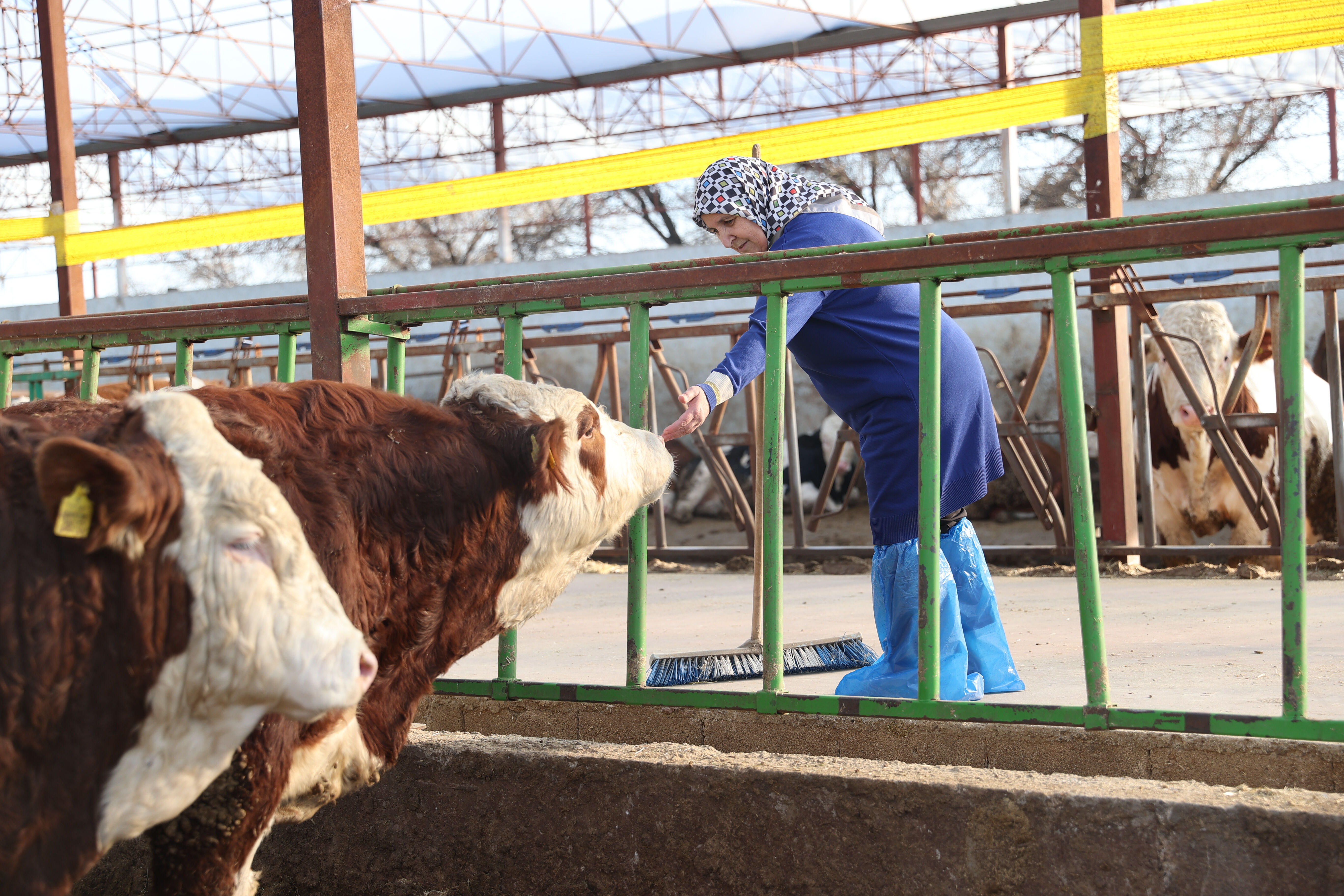 Çiftçiler dikkat, işte örnek girişimcilik: Bir inekle başladı, 780'e çıkarttı - 2. Resim