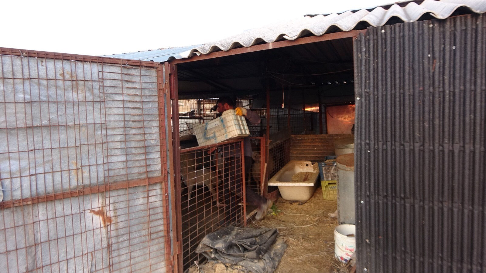 Kendisine çarpan adama söylediği sözler olay olmuştu! Bu kez tilkiye taktı! Siteminin sebebi kahkahaya boğdu - 1. Resim