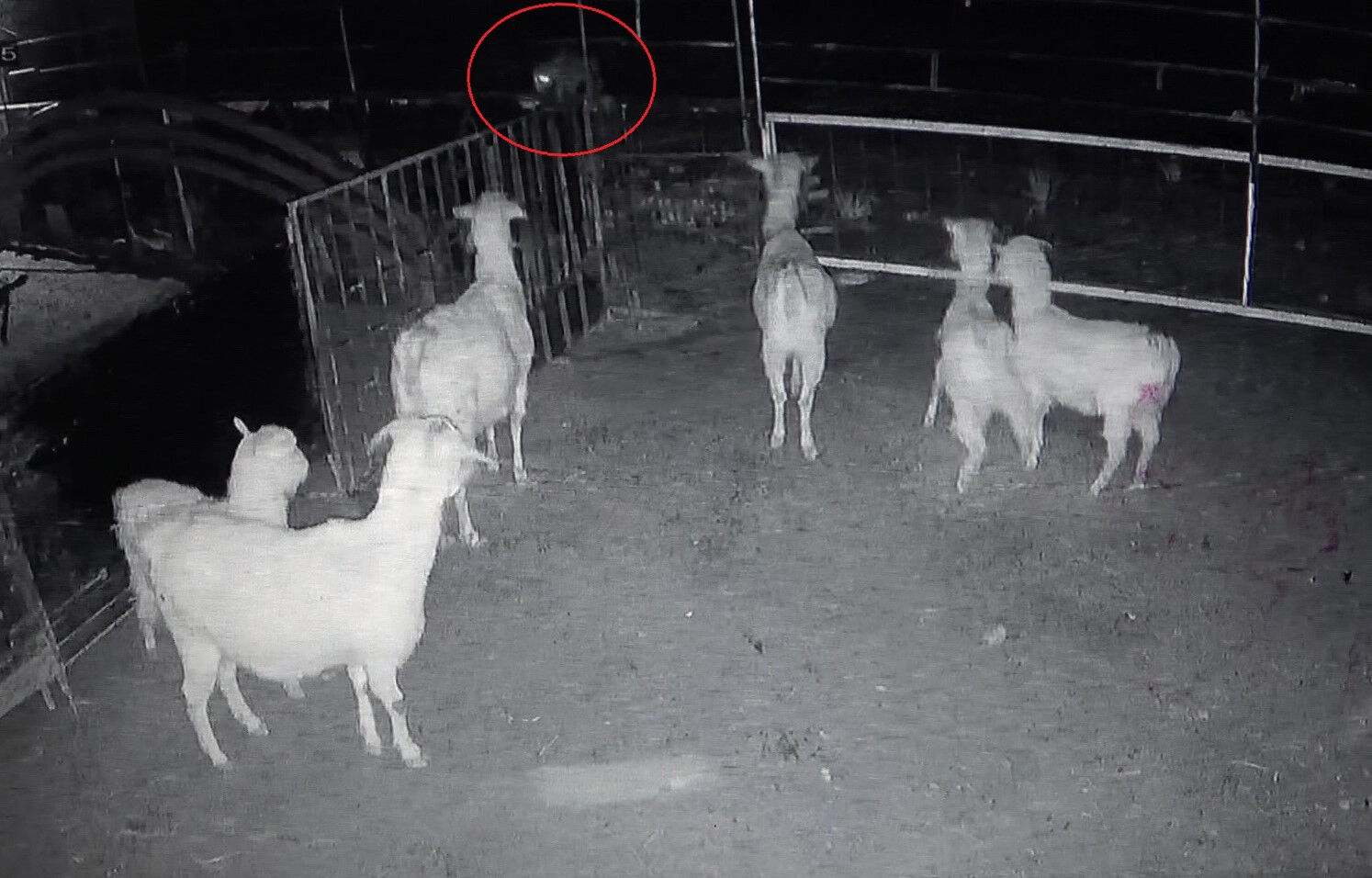 Kendisine çarpan adama söylediği sözler olay olmuştu! Bu kez tilkiye taktı! Siteminin sebebi kahkahaya boğdu - 5. Resim