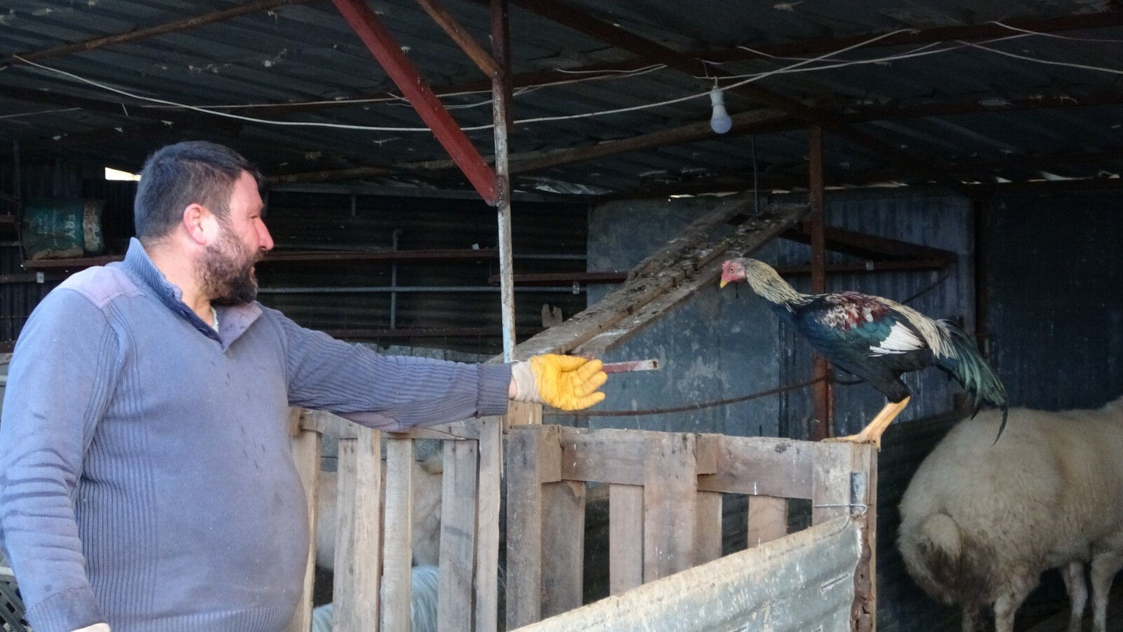 Kendisine çarpan adama söylediği sözler olay olmuştu! Bu kez tilkiye taktı! Siteminin sebebi kahkahaya boğdu - 4. Resim