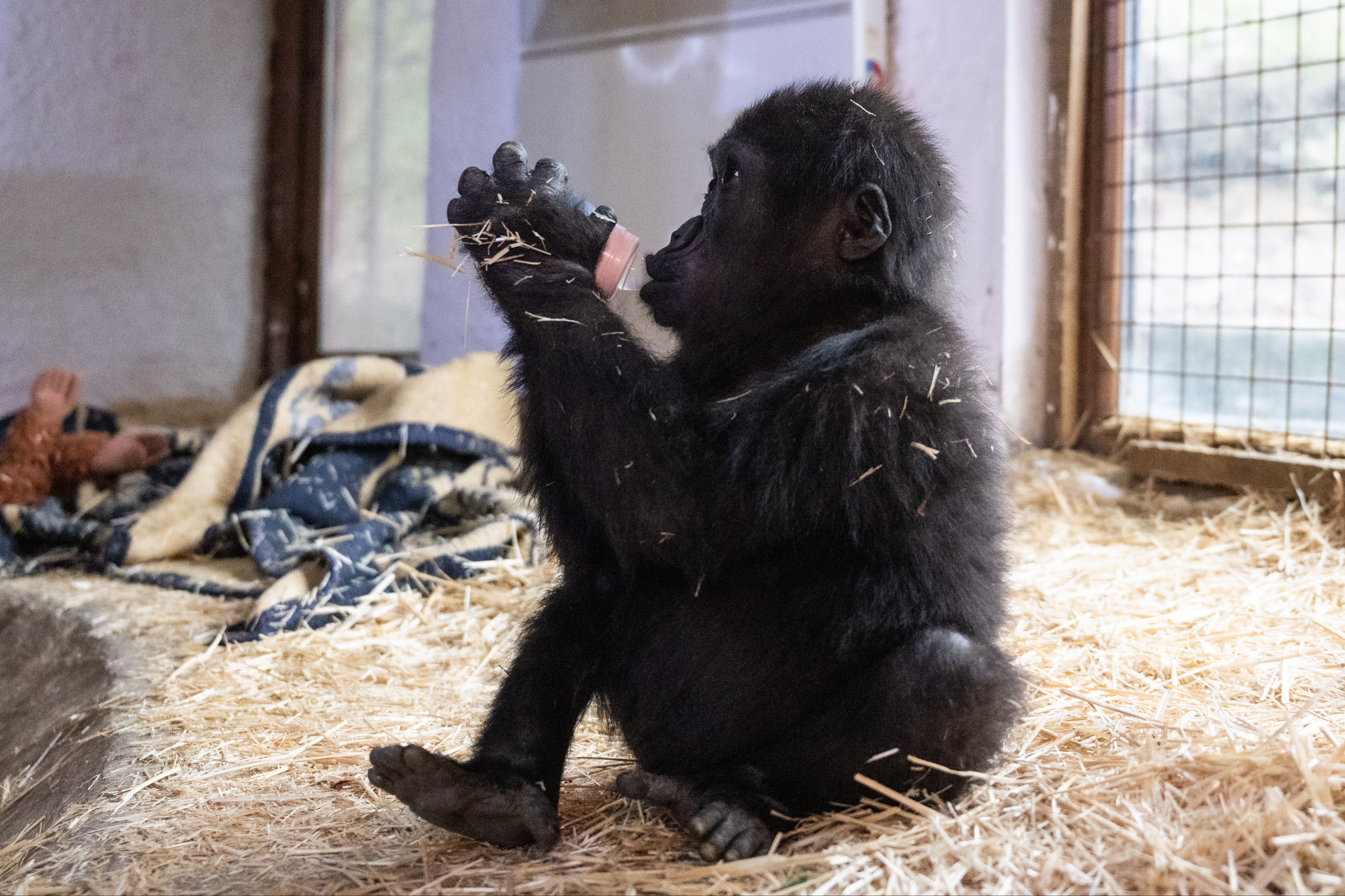 'Zeytin' artık hüzünlü değil... Yavru goril bakıcısını annesi sanıyor - 1. Resim