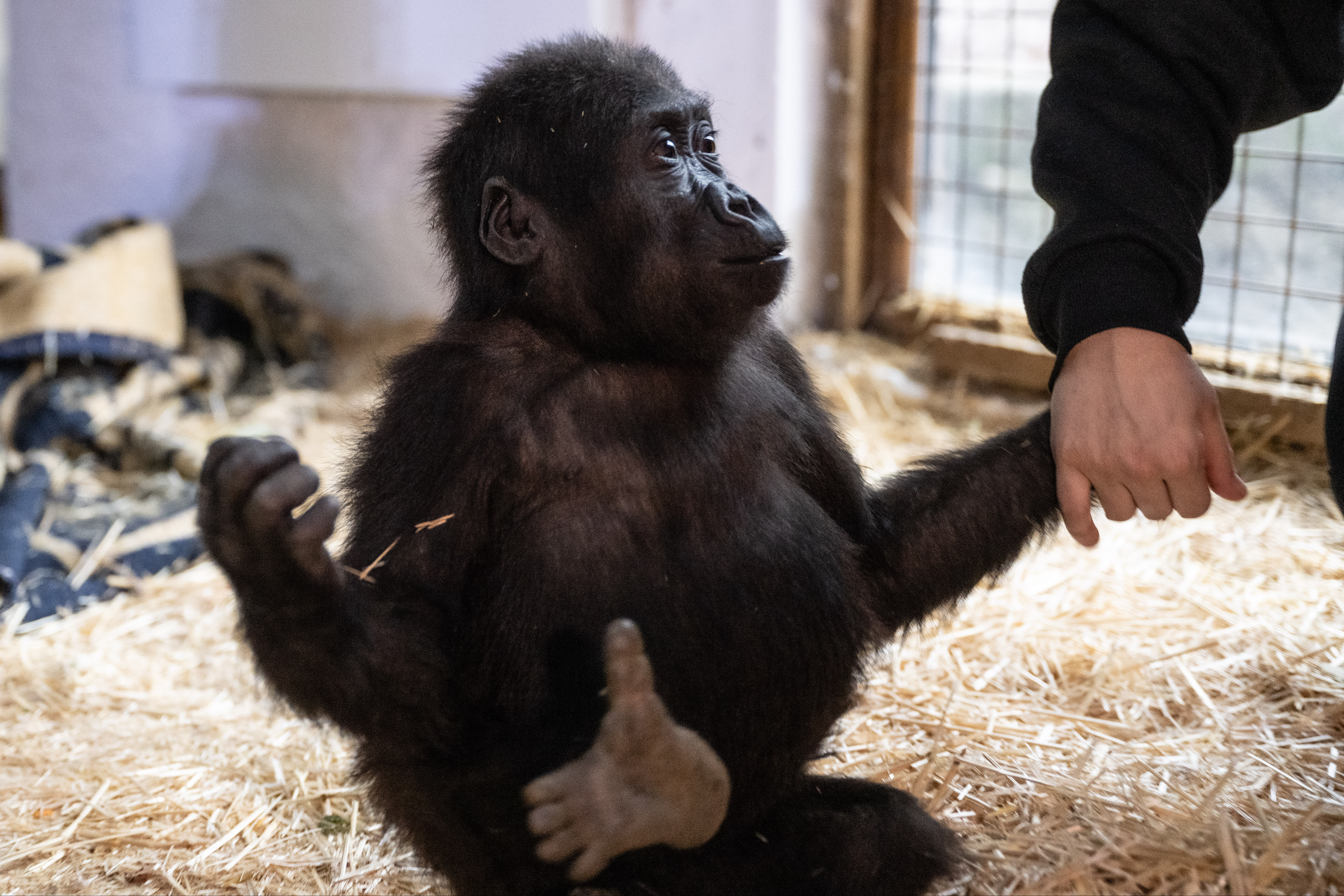 'Zeytin' artık hüzünlü değil... Yavru goril bakıcısını annesi sanıyor - 3. Resim
