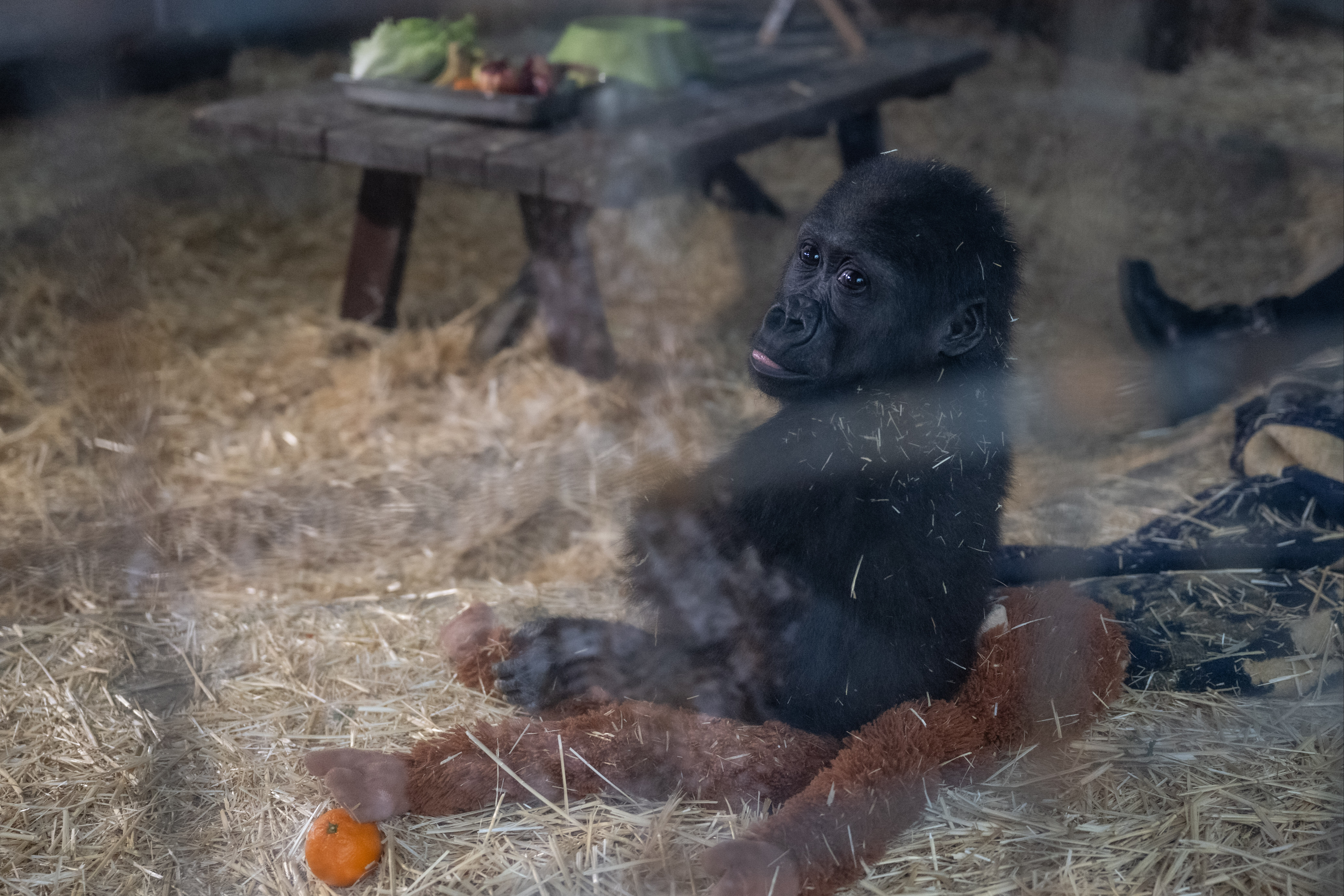 'Zeytin' artık hüzünlü değil... Yavru goril bakıcısını annesi sanıyor - 4. Resim