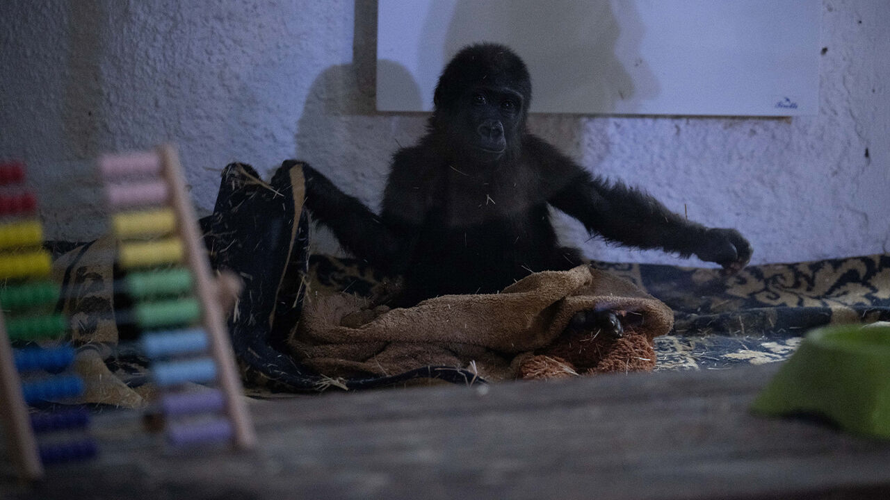 'Zeytin' artık hüzünlü değil... Yavru goril bakıcısını annesi sanıyor - 5. Resim