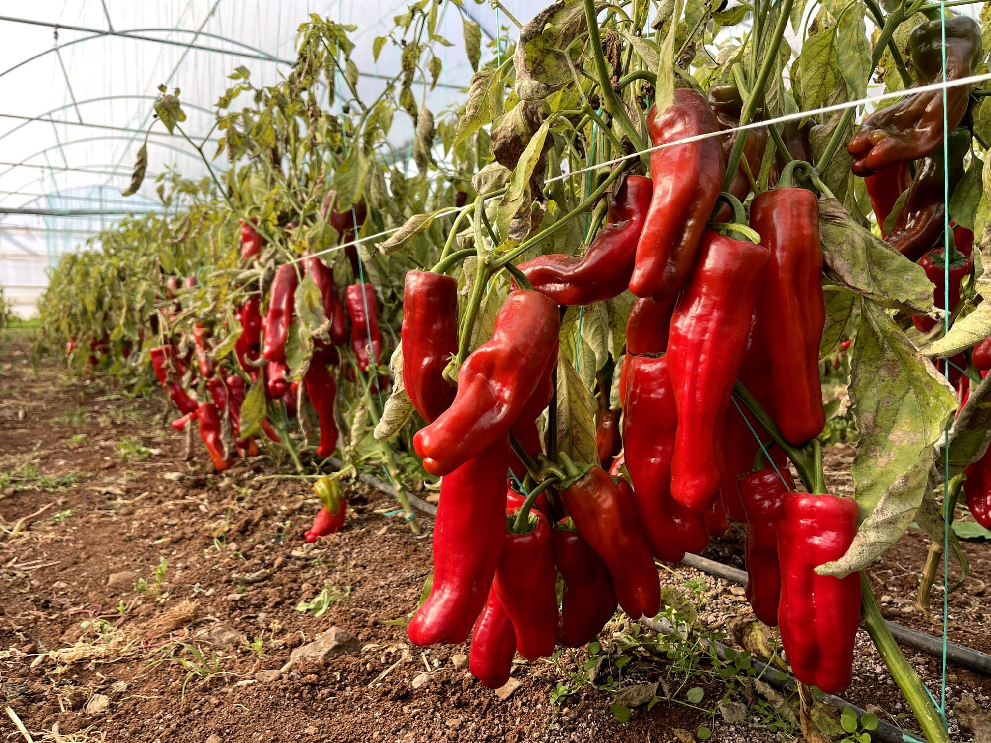 5 yılda meşhur oldu: Üreticiler "Yüksek fiyat da olsa alıyorlar" deyip herkese tavsiye etti - 2. Resim
