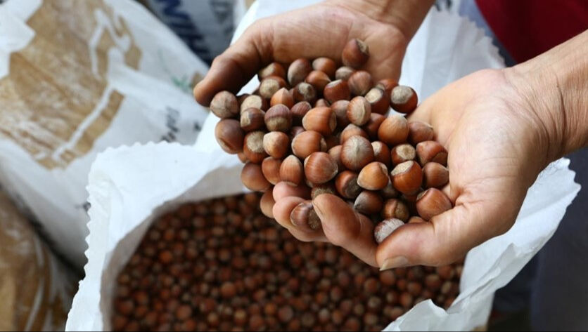 Fındık fiyatı aldı başını gidiyor! Uzman isim uyardı, fiyat daha da artacak - 1. Resim