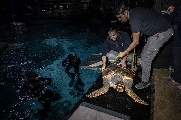 4 yıldır tedavi altında tutulan 'Asit' mavi sularla buluşmak için gün sayıyor - 4. Resim