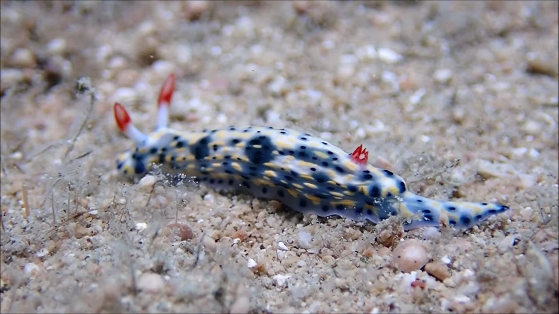 En son 15 yıl önce görülmüştü! Antalya'da 'deniz tavşanı' dalgıçları hayret içinde bıraktı - 1. Resim