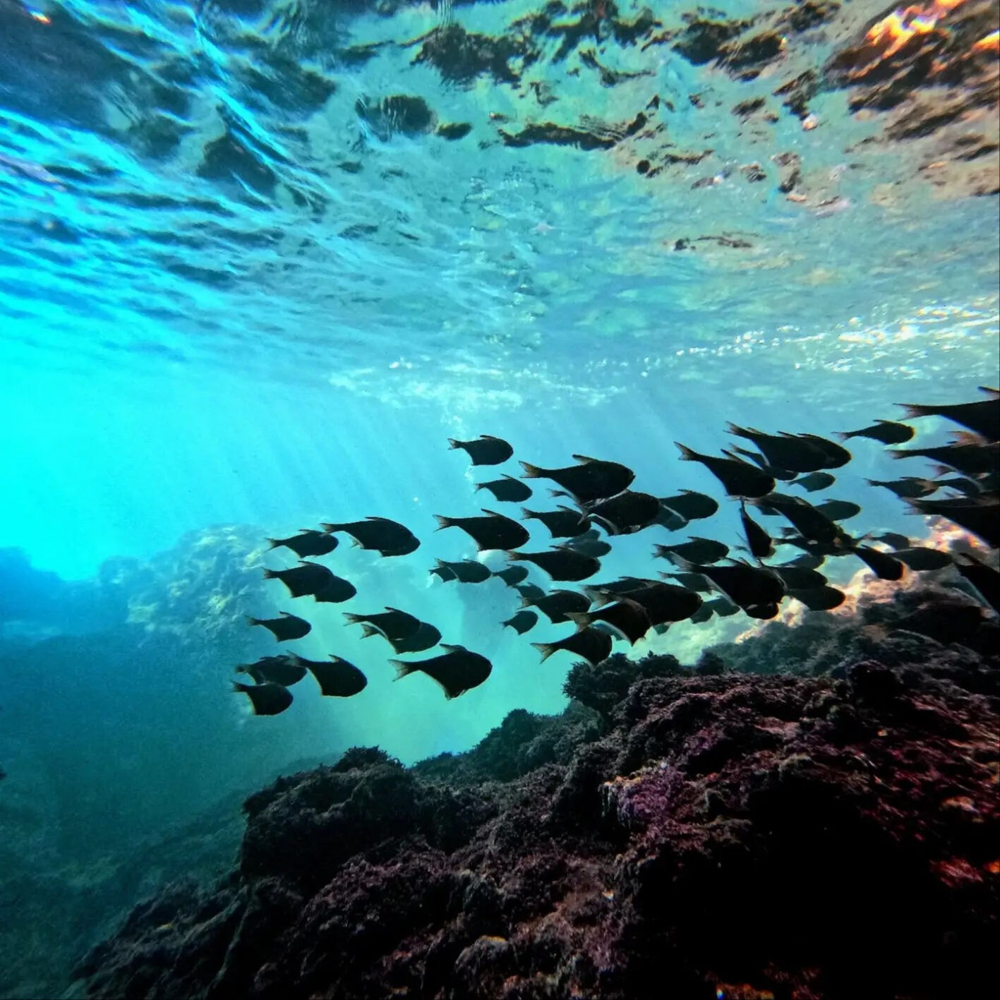En son 15 yıl önce görülmüştü! Antalya'da 'deniz tavşanı' dalgıçları hayret içinde bıraktı - 3. Resim