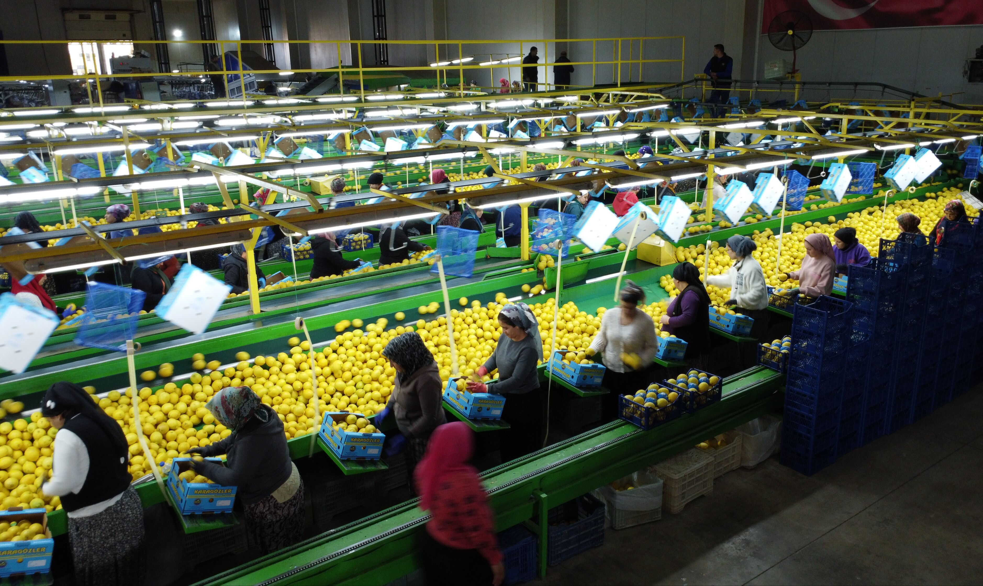 Üretici maliyetleri karşılayamıyor! Tarlada kilosu 6 TL, ürünler depolara kaldırılıyor Üretici maliyetleri karşılayamıyor! Tarlada kilosu 6 TL, ürünler depolara kaldırılıyor - 2. Resim