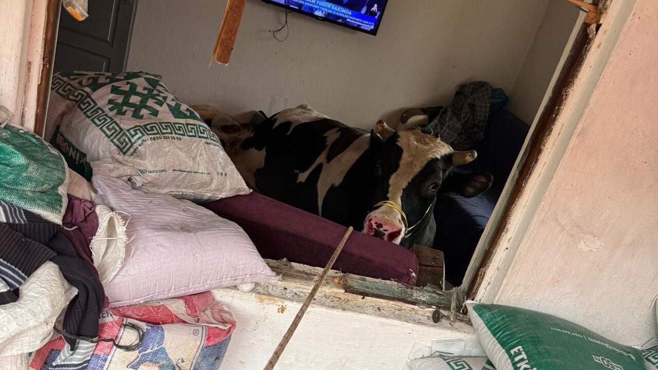 Böylesi ne görüldü ne duyuldu! Burdur'da 450 kiloluk tosun çocukların bulunduğu odaya daldı - 1. Resim