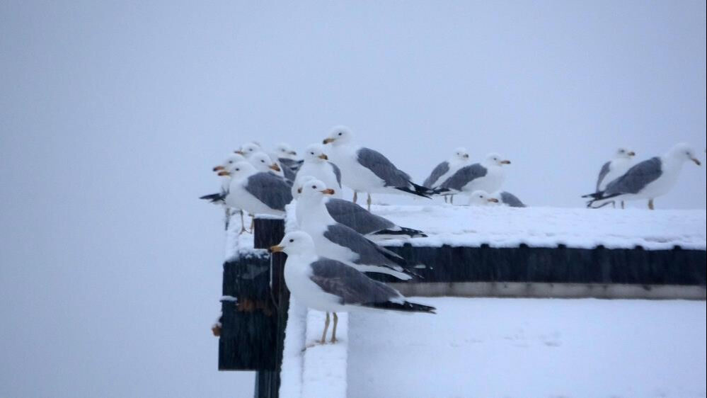 Hava sıcaklığı - 15 dereceye düştü! Her yer beyaza büründü, uçakla rötar yaptı - 3. Resim