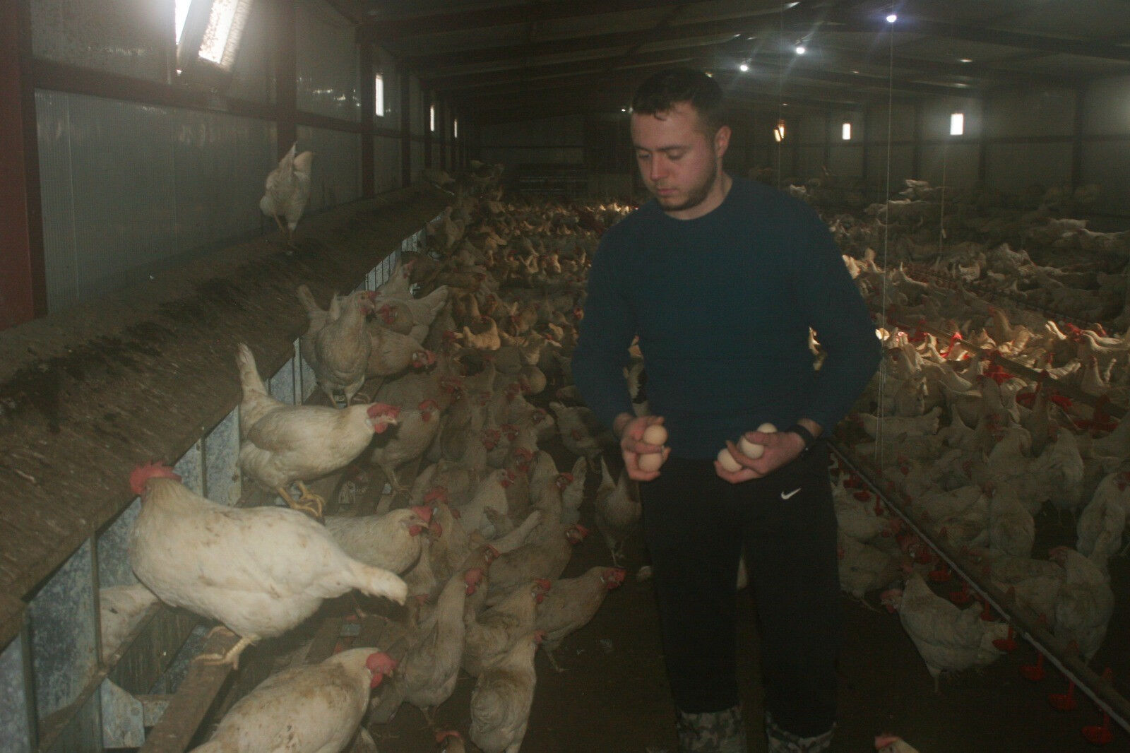 Hobi olarak başladığı işte destan yazdı! 3 bin tane tavuğu var, paraya para demiyor - 2. Resim