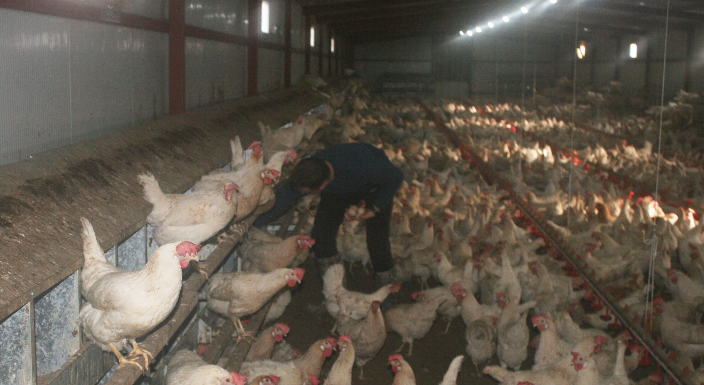 Hobi olarak başladığı işte destan yazdı! 3 bin tane tavuğu var, paraya para demiyor - 4. Resim