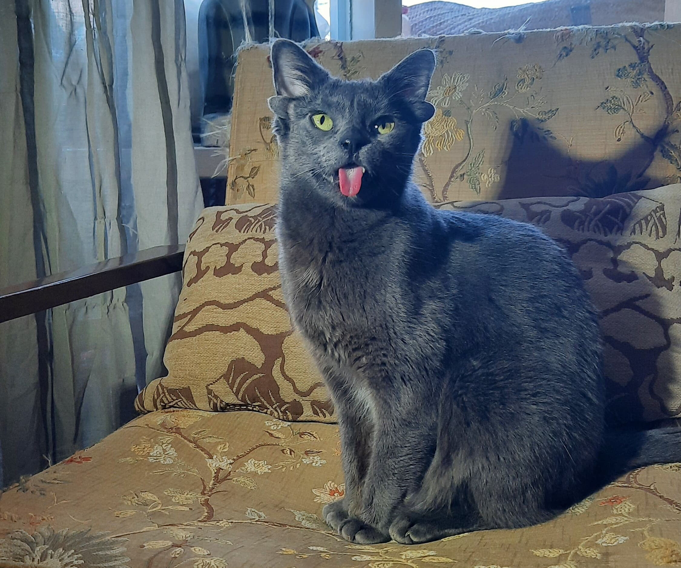 Ankaralı Midas'ın ünü dünyaya yayıldı! Türkiye'de ilk, dünyada sayısı az - 2. Resim